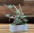 The Green Capsule: Airplant Bonsai Workshop Sale