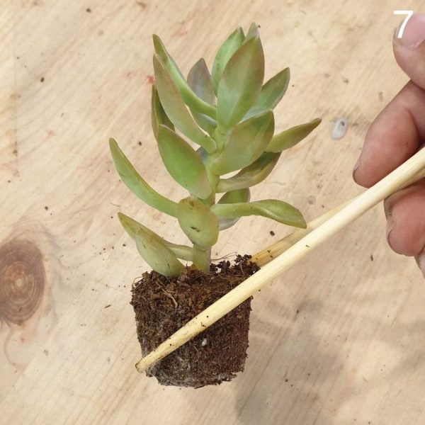 The Green Capsule: Open Succulent Terrarium DIY Kit @ Just $50 (Delivery Fee Inclusive) Hot on Sale