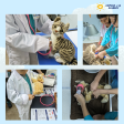 ‘A Day at the Vets’ Workshops with Animals & Us Academy Hot on Sale