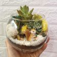 The Green Capsule: Open Succulent Terrarium DIY Kit @ Just $50 (Delivery Fee Inclusive) Hot on Sale