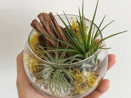 The Green Capsule: Open Terrarium Workshop @ Just $42 on Sale