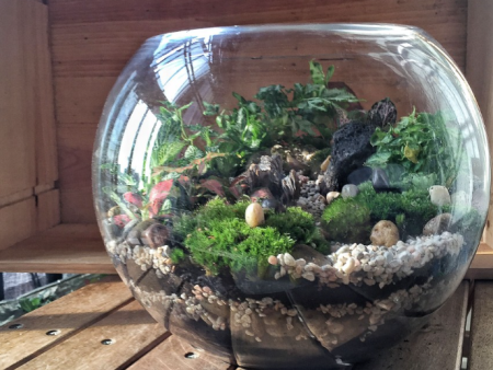 The Green Capsule: Open Foliage Terrarium Workshop on Sale